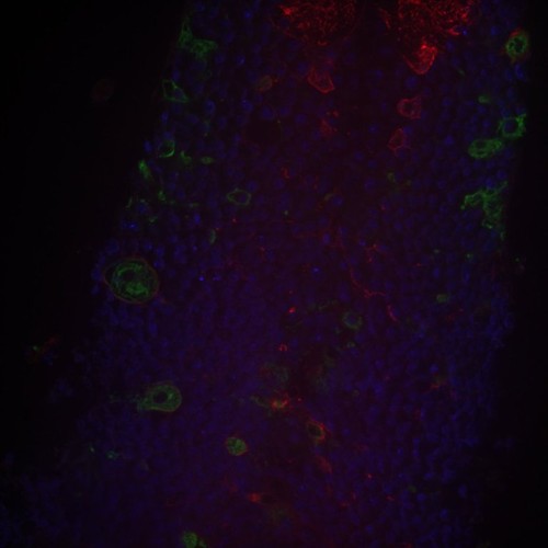 CIL: 54680, Drosophila melanogaster, astrocytes (red)