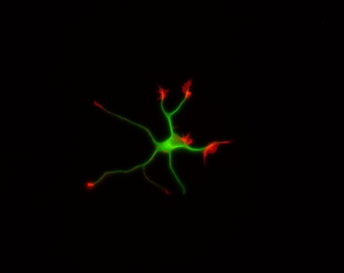 CIL:8784, Rattus, multipolar neuron