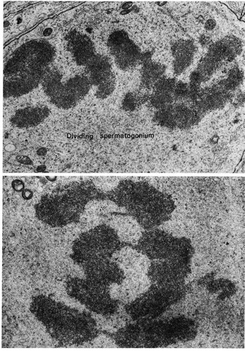 CIL:11014, Ovis aries, Cricetulus griseus, spermatogonium