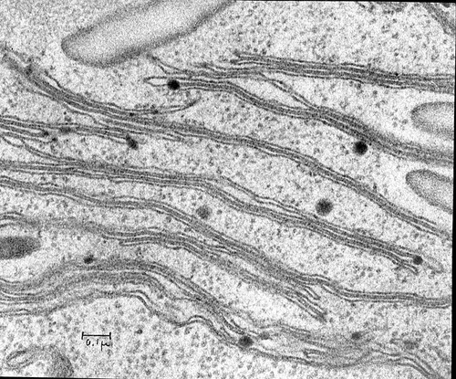 CIL:41051, Chlamydomonas reinhardtii