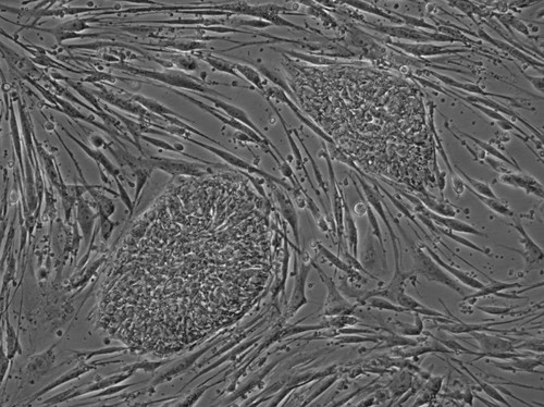 CIL:12625, Homo sapiens, Mus musculus, stem cell, fibroblast