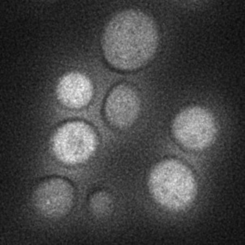 CIL:24821, Saccharomyces cerevisiae S288c