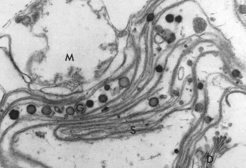 CIL:38709, Chlamydomonas reinhardtii