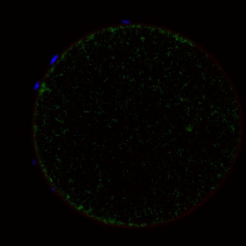 CIL: 54636, Mus musculus, oocyte