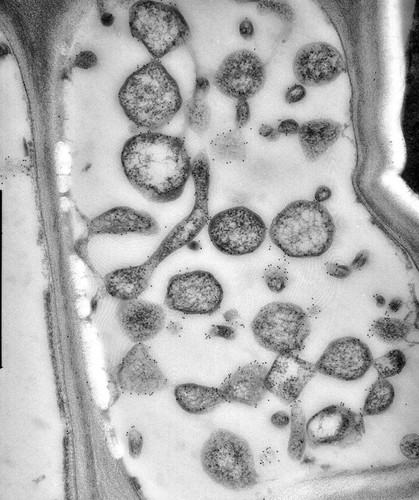 CIL:12588, Spiroplasma kunkelii, Zea mays, plant cell, prokaryotic cell