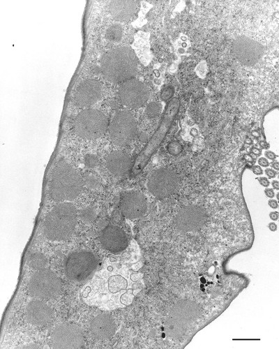 CIL:12333, Euplotes sp., cell by organism, eukaryotic cell, Eukaryotic Protist, Ciliated Protist