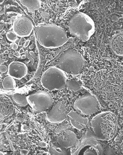 CIL:36734, Paramecium multimicronucleatum, cell by organism, eukaryotic cell, Eukaryotic Protist, Ciliated Protist