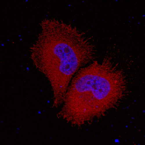 CIL: 54035, Homo sapiens, HeLa