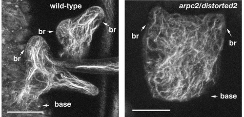 CIL:10410, Arabidopsis thaliana