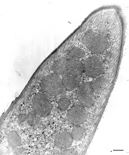 CIL:9906, Euplotes sp., cell by organism, eukaryotic cell, Eukaryotic Protist, Ciliated Protist