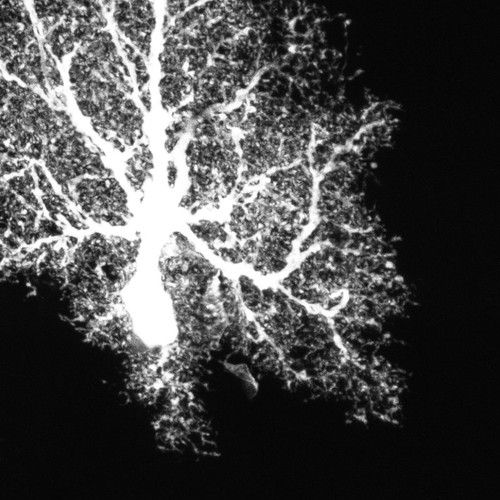 CIL:36308, Rattus, astrocyte