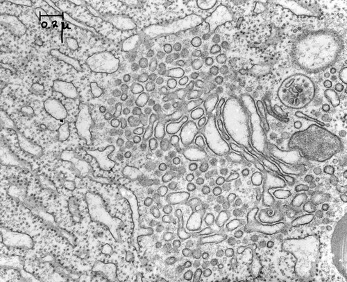 CIL:37239, Cavia porcellus, pancreatic cell