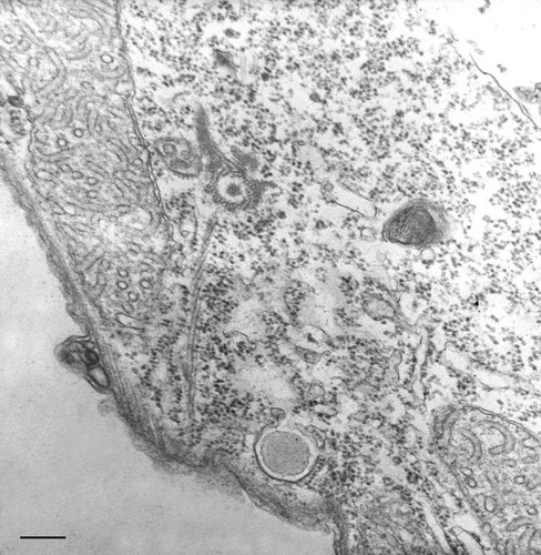 CIL:36216, Tetrahymena pyriformis, cell by organism, eukaryotic cell, Eukaryotic Protist, Ciliated Protist