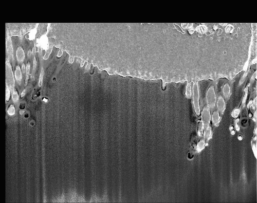 CIL: 50695, FIB-SEM Dataset of anti-PKHD1L1 Immuno-Gold Labeled Outer Hair Cell Stereocilia Bundles