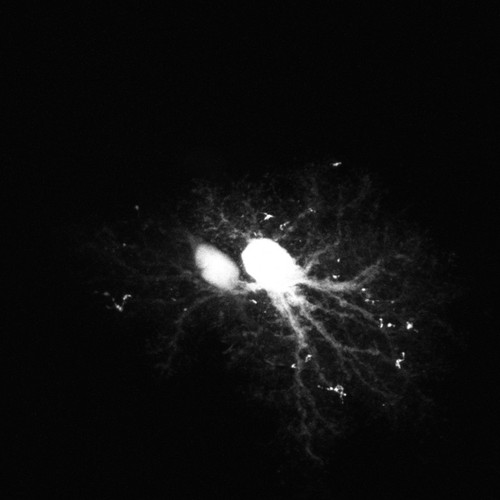 CIL:36299, Rattus, astrocyte