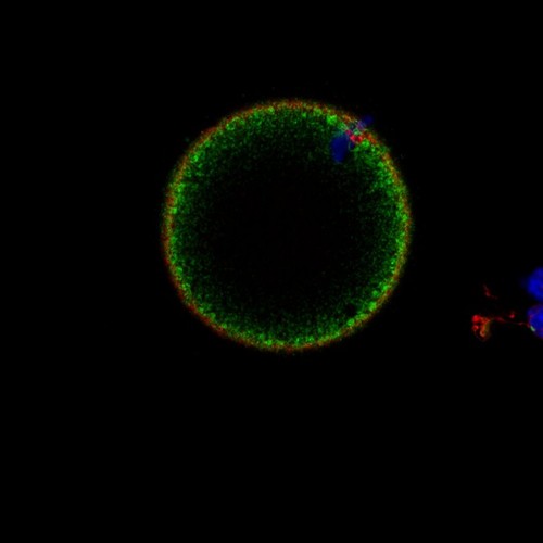 CIL: 54638, Mus musculus, oocyte