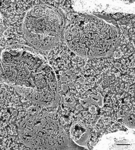 CIL:21666, Paramecium multimicronucleatum, cell by organism, eukaryotic cell, Eukaryotic Protist, Ciliated Protist