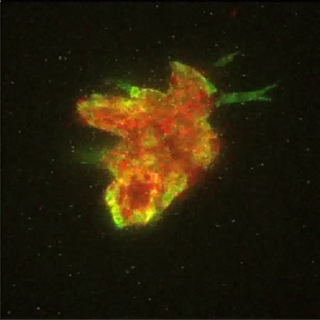 CIL:42159, Mus musculus, epithelial cell