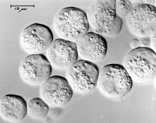 CIL:37314, Cavia porcellus, pancreatic acinar cell