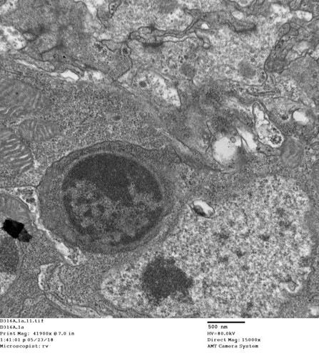 CIL: 50781, Drosophila melanogaster