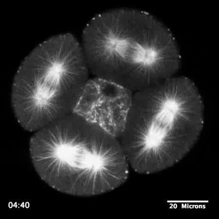 CIL:13397, Strongylocentrotus purpuratus