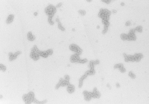 CIL:745, Necturus maculosus, nucleate erythrocyte