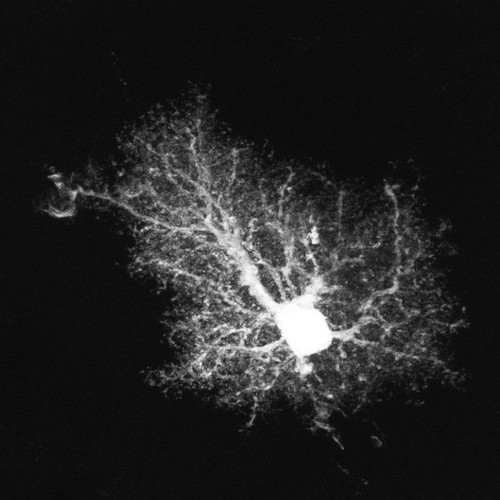 CIL:36330, Rattus, astrocyte