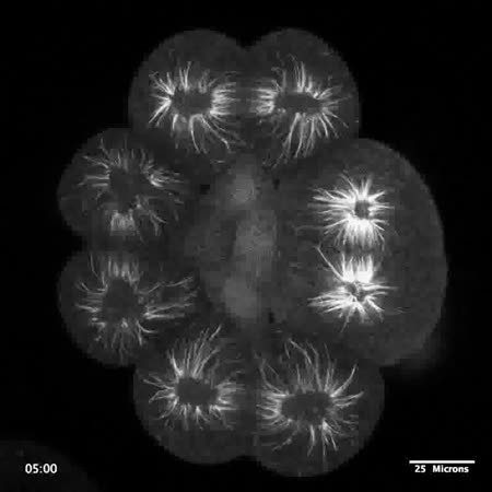 CIL:15784, Dendraster excentricus