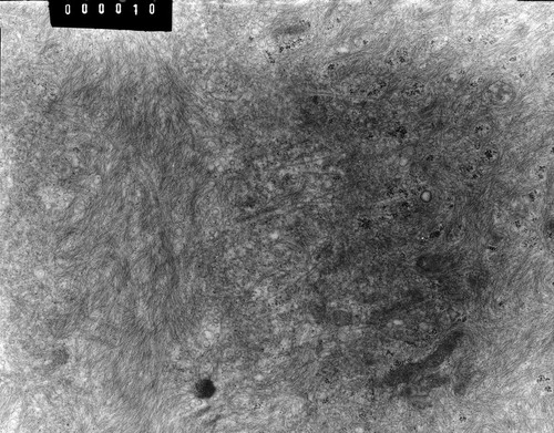 CIL:10057, Rana catesbeiana, barrier epithelial cell