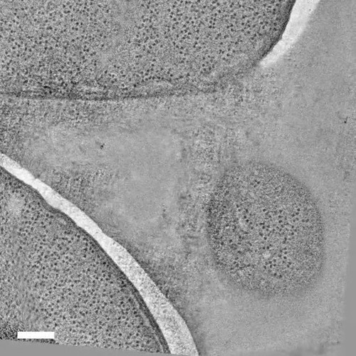 CIL:26314, Saccharomyces cerevisiae