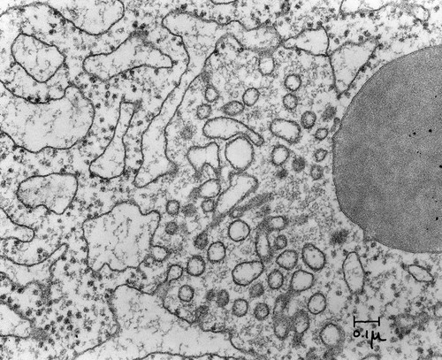 CIL:37231, Cavia porcellus, epithelial cell of pancreas, acinar cell