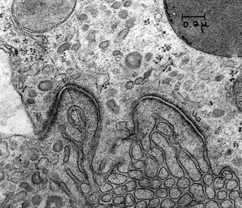 CIL:37168, Rattus, kidney tubule cell