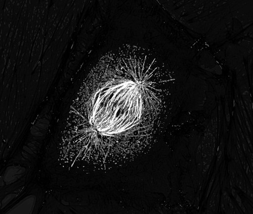 CIL:41466, Sus scrofa domestica, epithelial cell