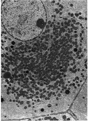 CIL:11453, Sus scrofa domestica, Leydig cell