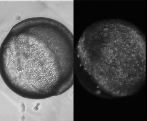 CIL:11810, Danio rerio, yolk cell