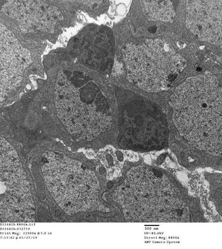 CIL: 50731, Drosophila melanogaster