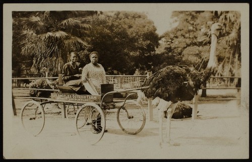 Two African American females with ostrich cart at the Los Angeles Ostrich Farm