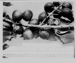 Plums Cranberry HH-1 Cranberry Plum (Entire Tree) on a branch with ruler at the bottom, 1928