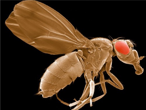 Drosophila melanogaster--Judges' Award Winner, Honorable Mention