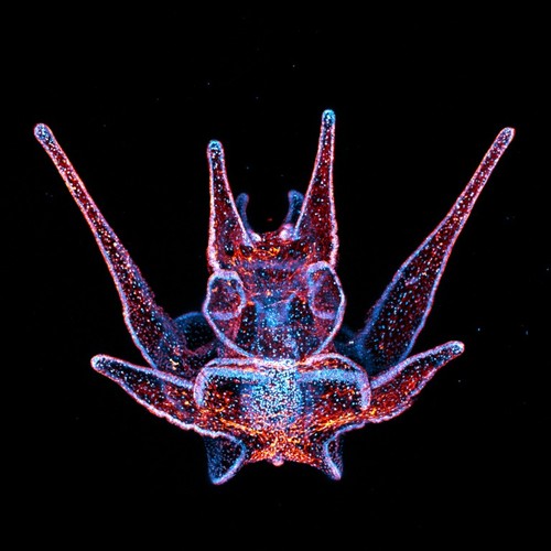 12-Day-Old Fluorescent Sea Urchin Larva--2024 Open Voting Winner