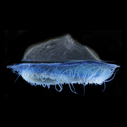 The By-the-Wind Sailor, Velella--2024 Judges’ Award Winner, Faculty/Project Scientist Participant Category