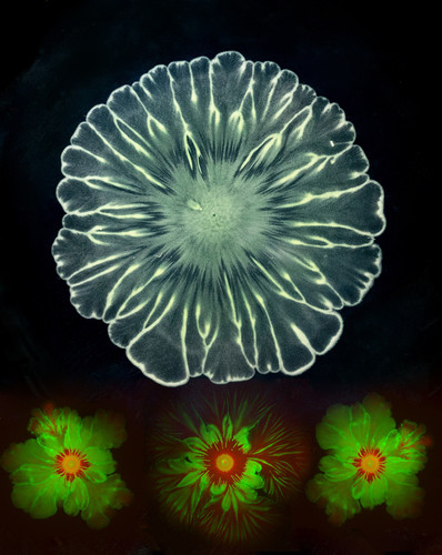 Bacterial Flowers--2022 Judges’ Award, Faculty/Project Scientist Participant Category