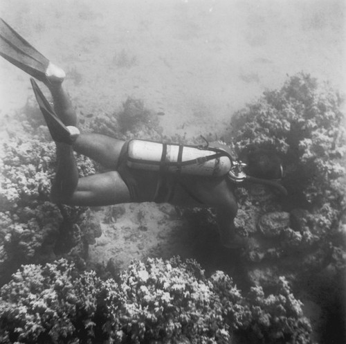 Divers observe life on the ocean floor near Vava'u Island, Tonga