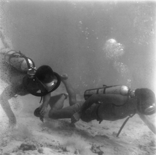 Divers near the ocean floor off Vava'u Island, Tonga