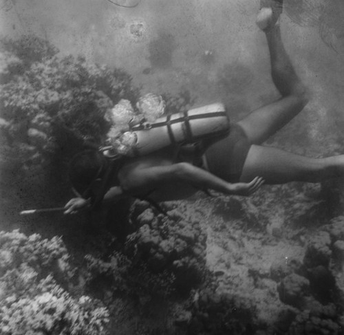 Underwater field work off the island of Vava'u, Tonga