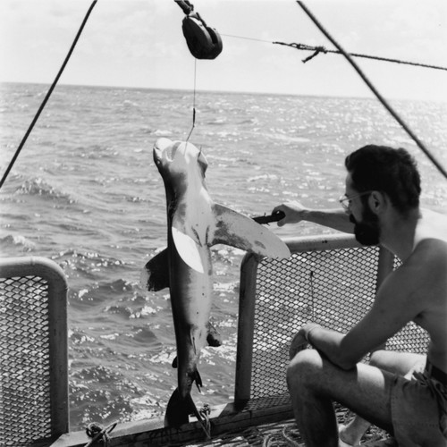 Sydney Rittenberg examines captured shark
