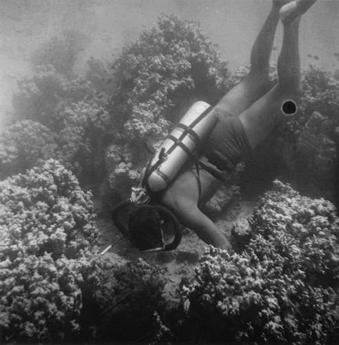 Underwater field work off the island of Vava'u, Tonga