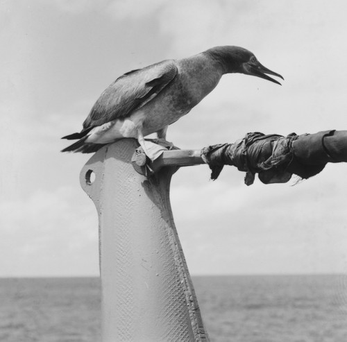 Booby bird perched on R/V Horizon