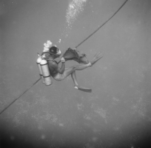 Diver follows a tow line at Alexa Bank, Samoa