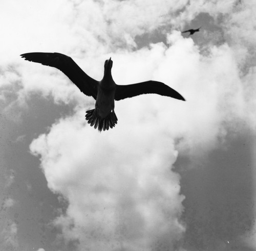 Boobies in flight above R/V Horizon